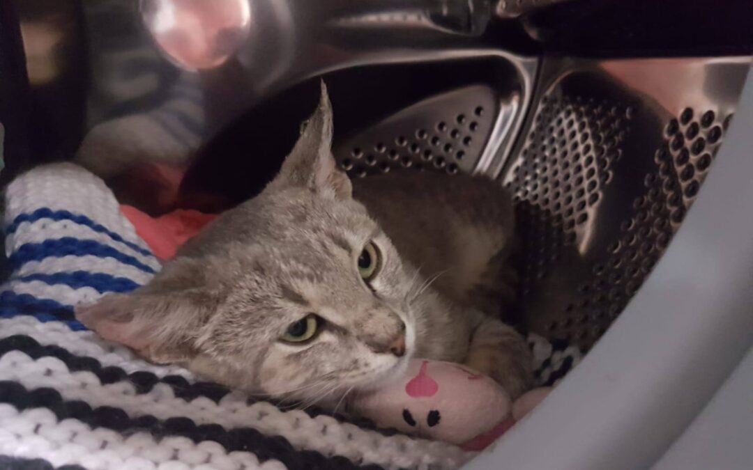 Lucas en adopción