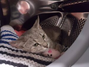 gatos en adopción