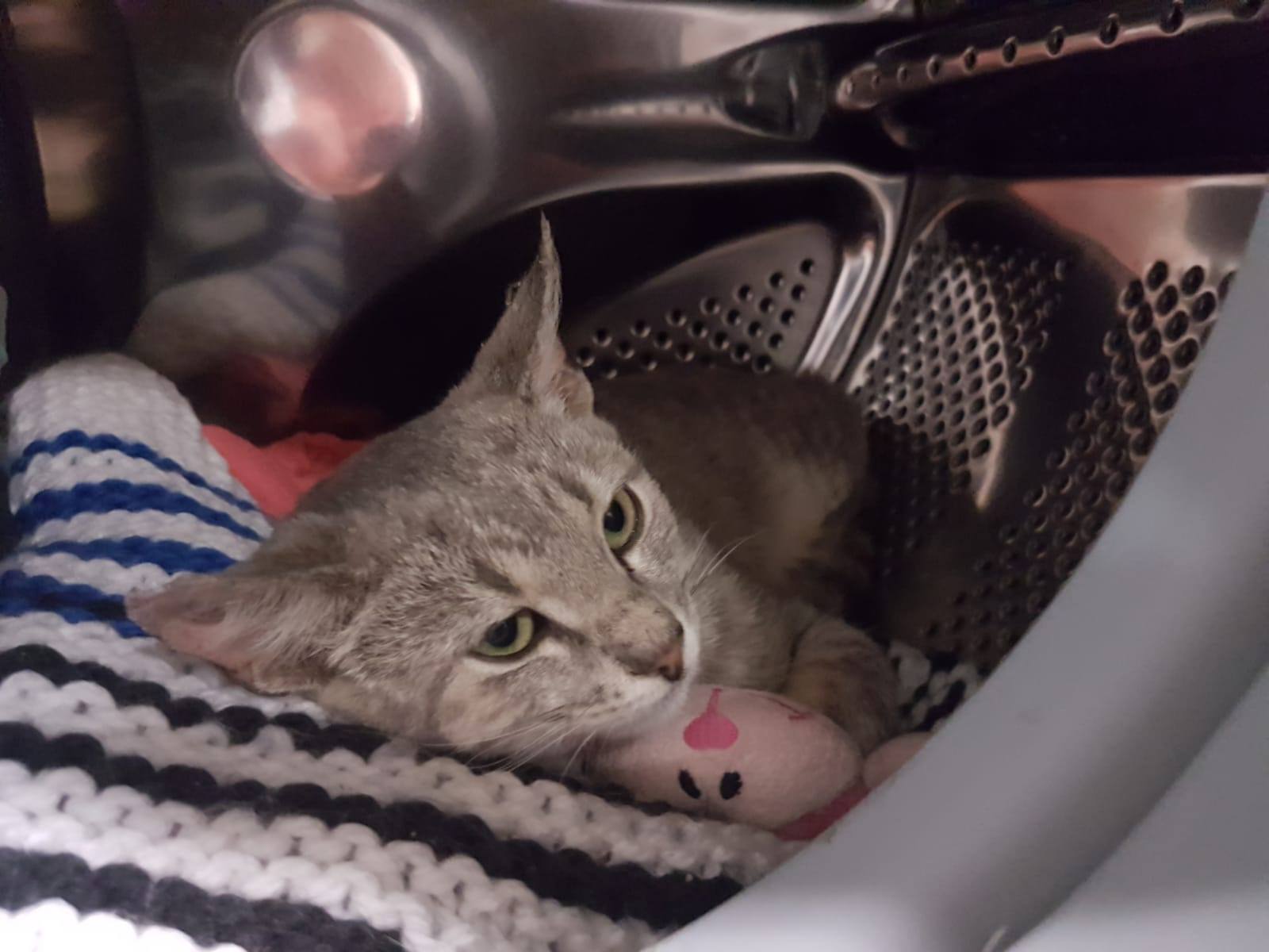 gatos en adopción
