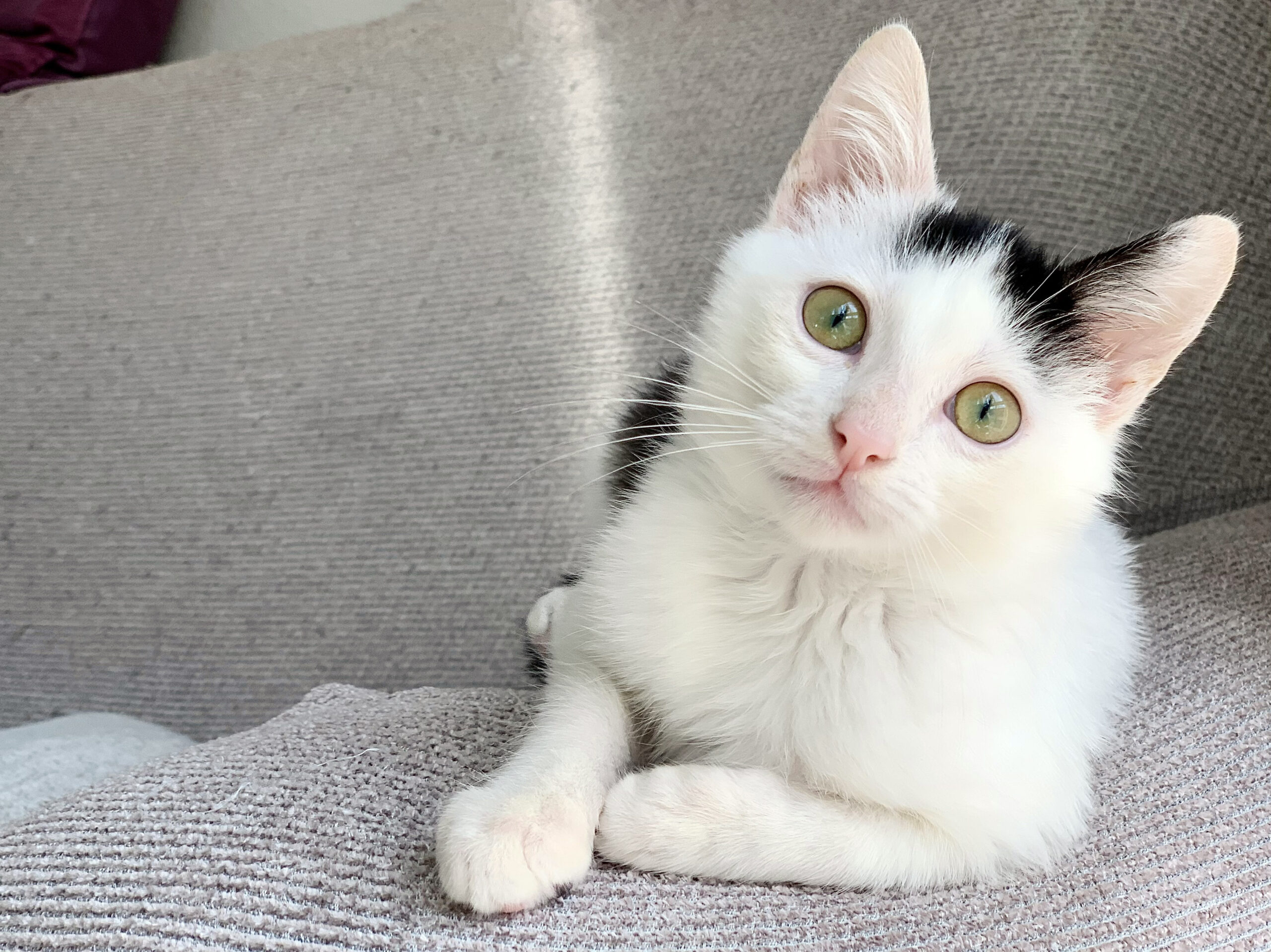 Adoptar gato Madrid
