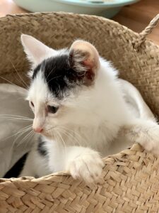adoptar gato Madrid
