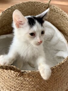 adoptar gato Madrid