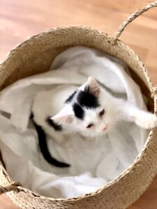 adoptar gato Madrid