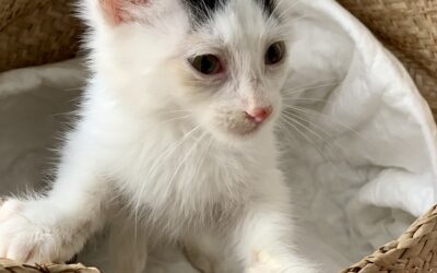 Ollie en adopción