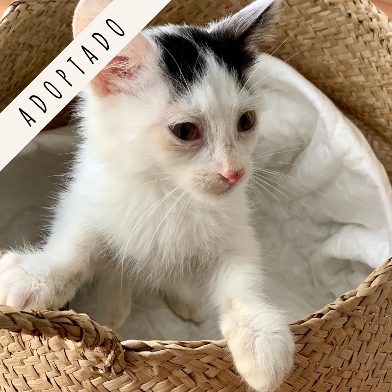 adoptar gato Madrid