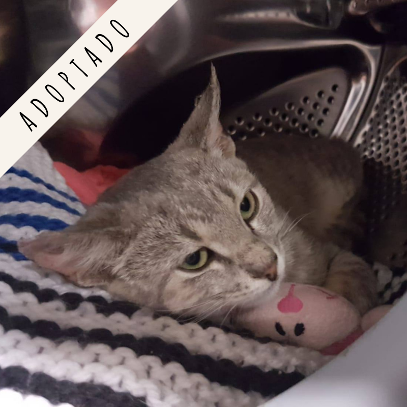 adoptar gato Madrid