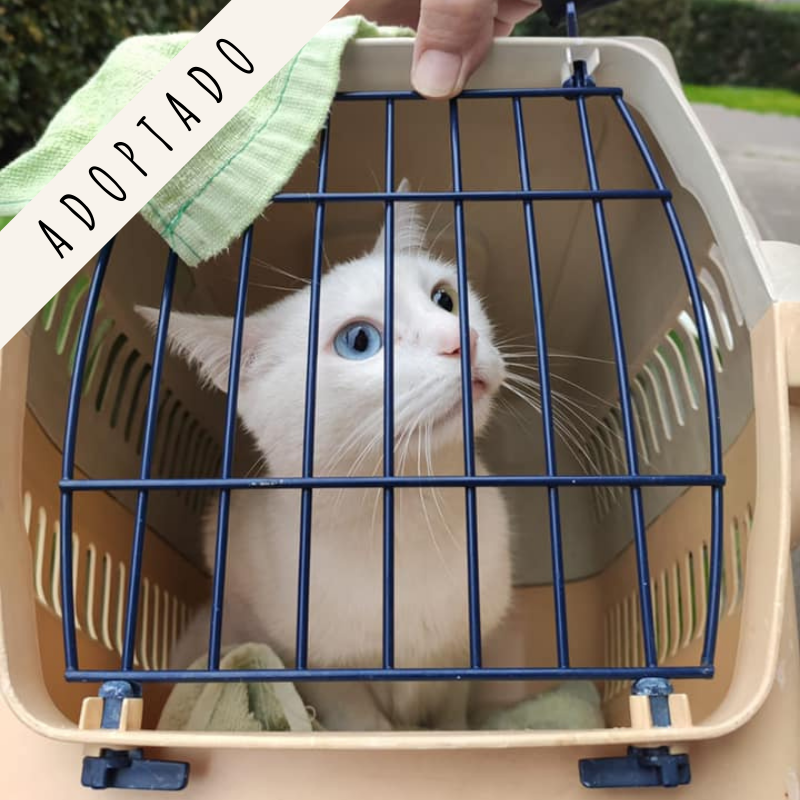 adoptar gato Madrid