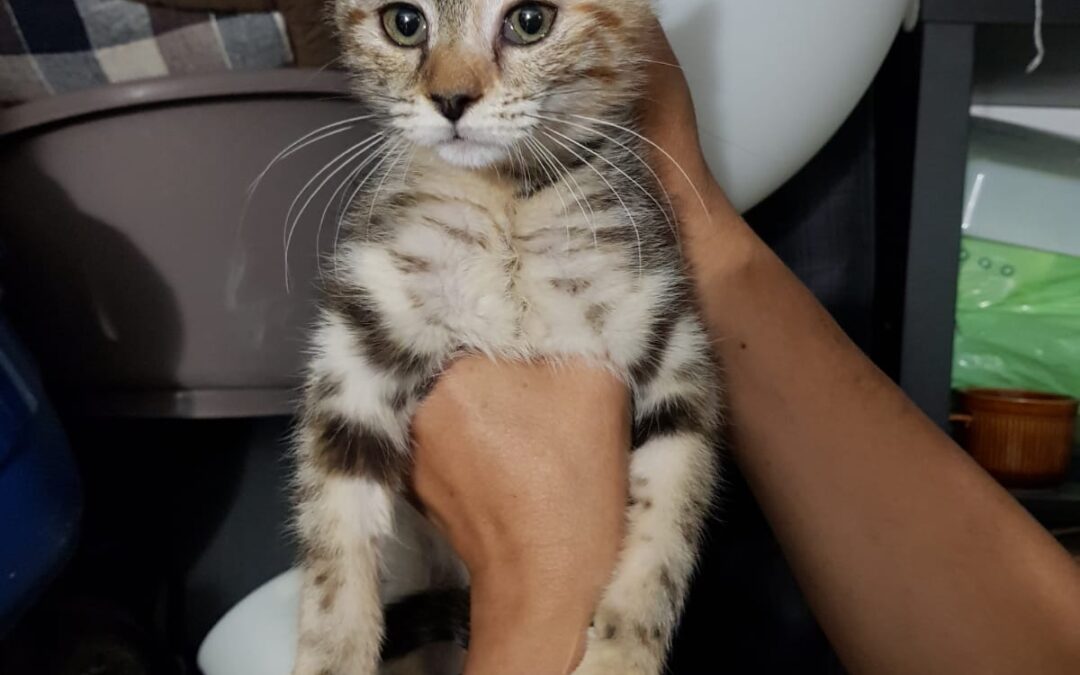 Gatitas en adopción
