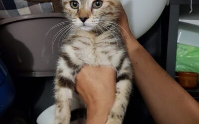 Gatitas en adopción