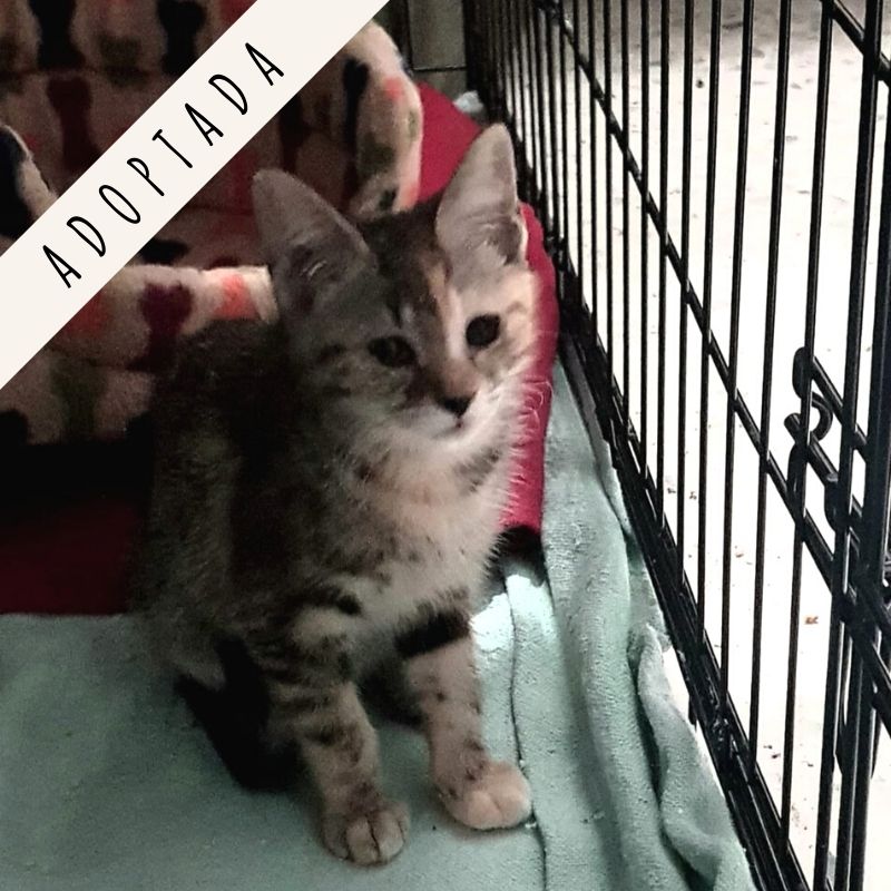 adoptar gato Madrid