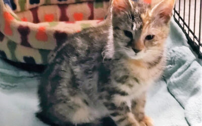 Gatitas en adopción