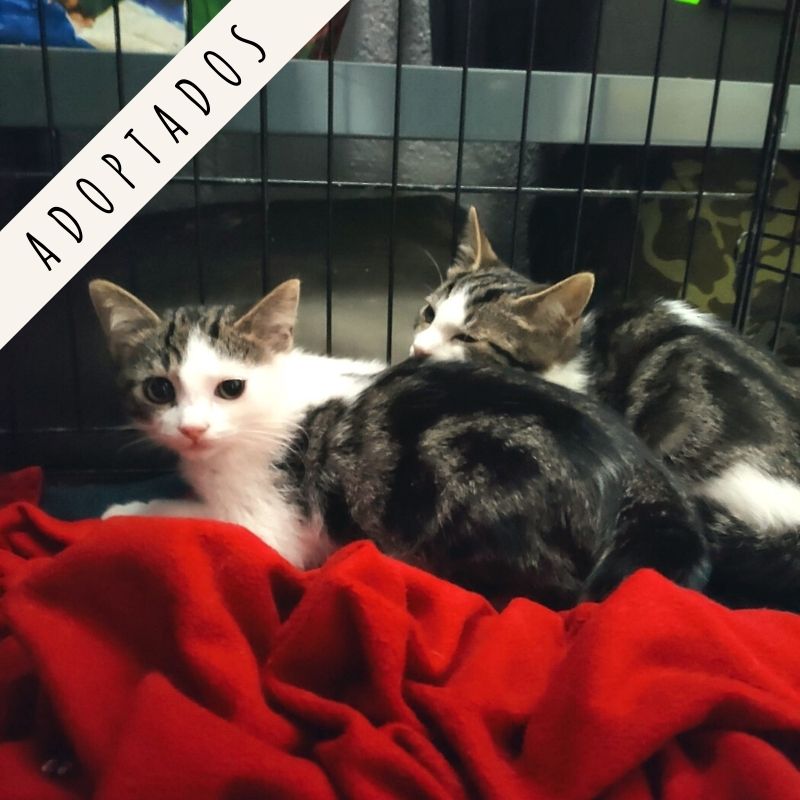 Gatos machos ya adoptados