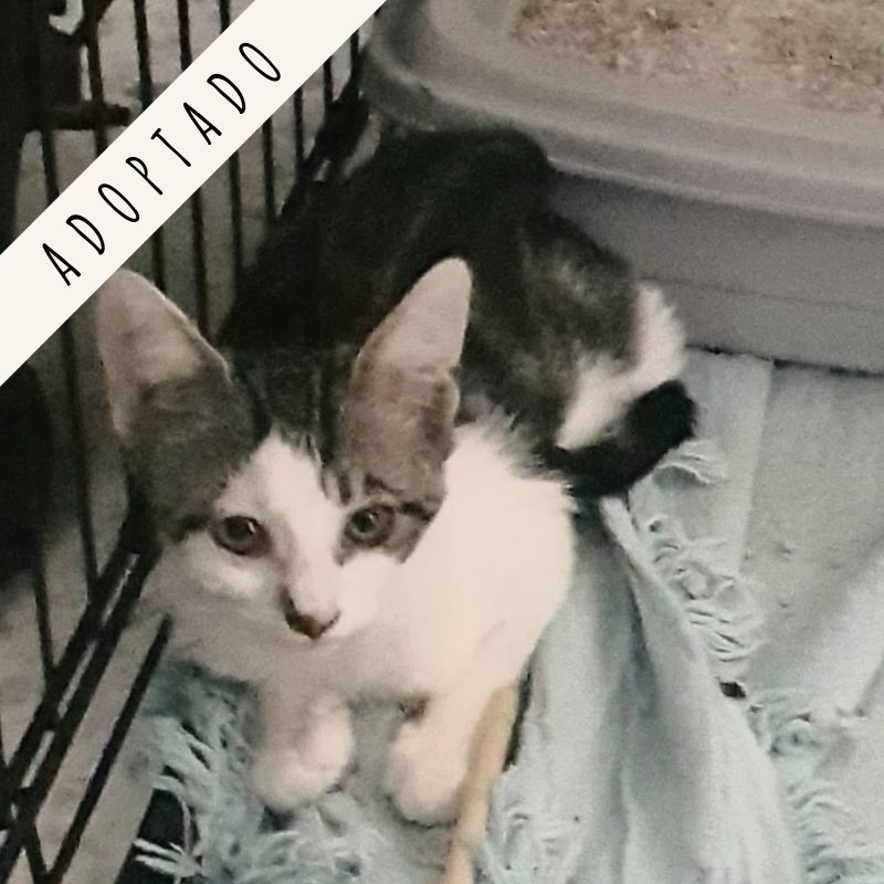gatos adopción madrid