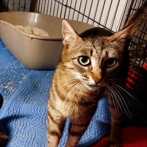 gatos adopción madrid