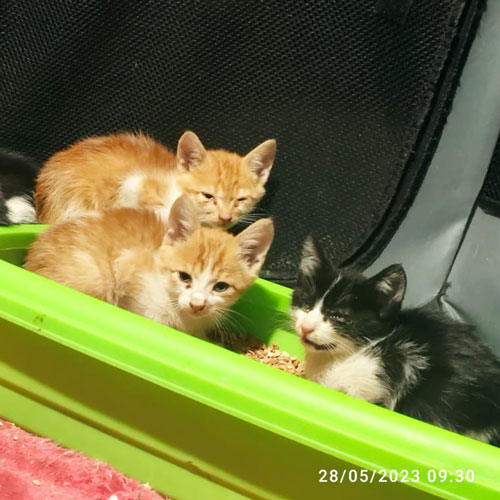 adoptar gato Madrid