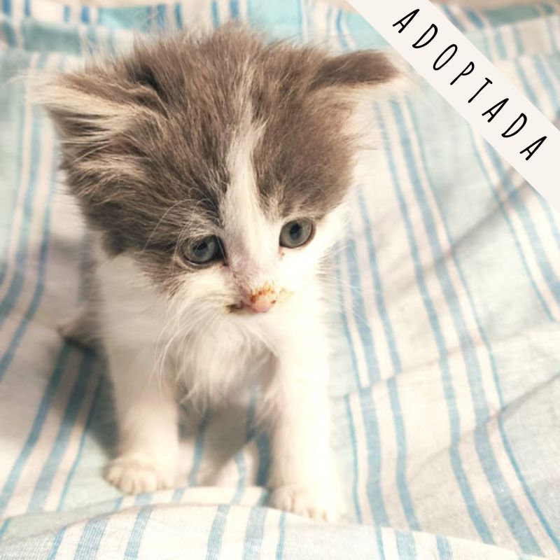 gatos adopción madrid