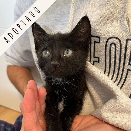 gatos adopción madrid