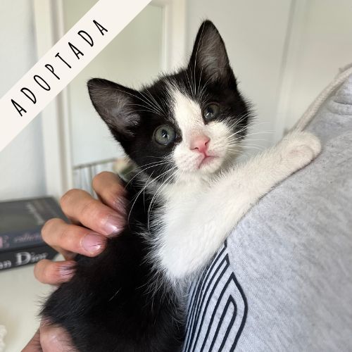Gatito adopción Madrid