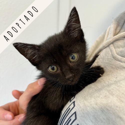 Gatito adopción Madrid